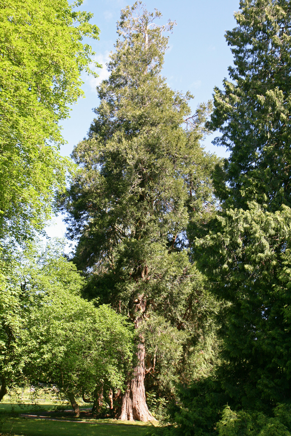 Calocedrus decurrens