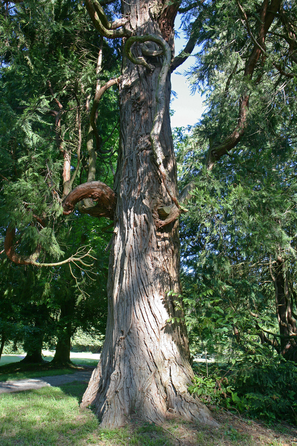 Calocedrus decurrens - Bad Schachen, Lindenhofpark - Mai 2024