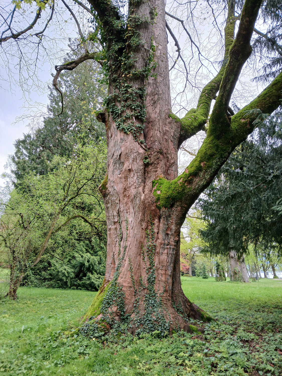 Acer pseudoplatanus - Lindau-Bad Schachen - April 2025
