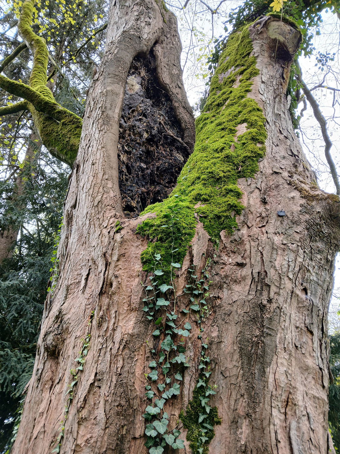 Acer pseudoplatanus - Lindau-Bad Schachen - April 2025