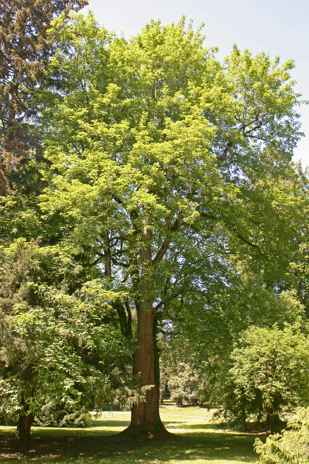 Acer pseudoplatanus