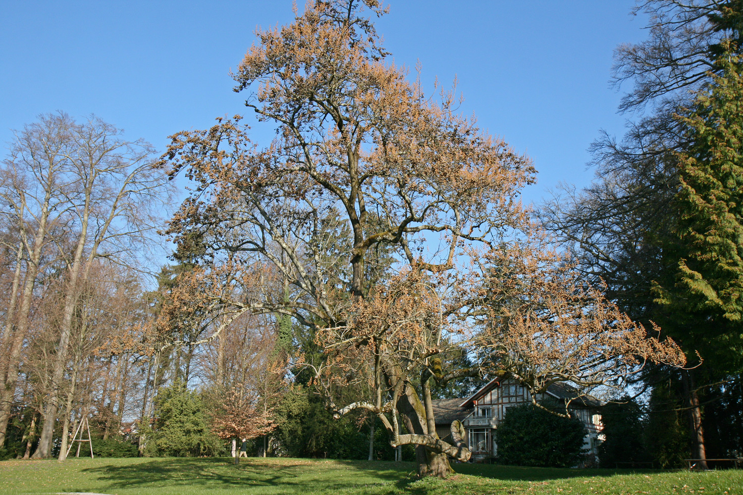 Paulownia tomentosa