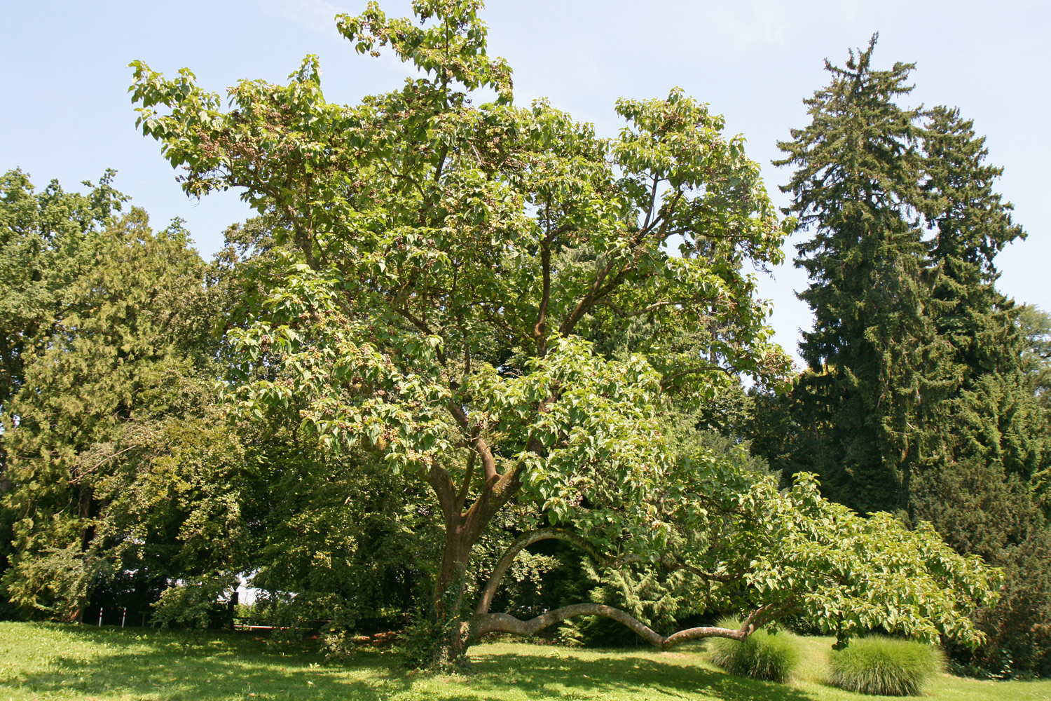 Paulownia tomentosa - Bad Schachen, Lindenhofpark - Juli 2014