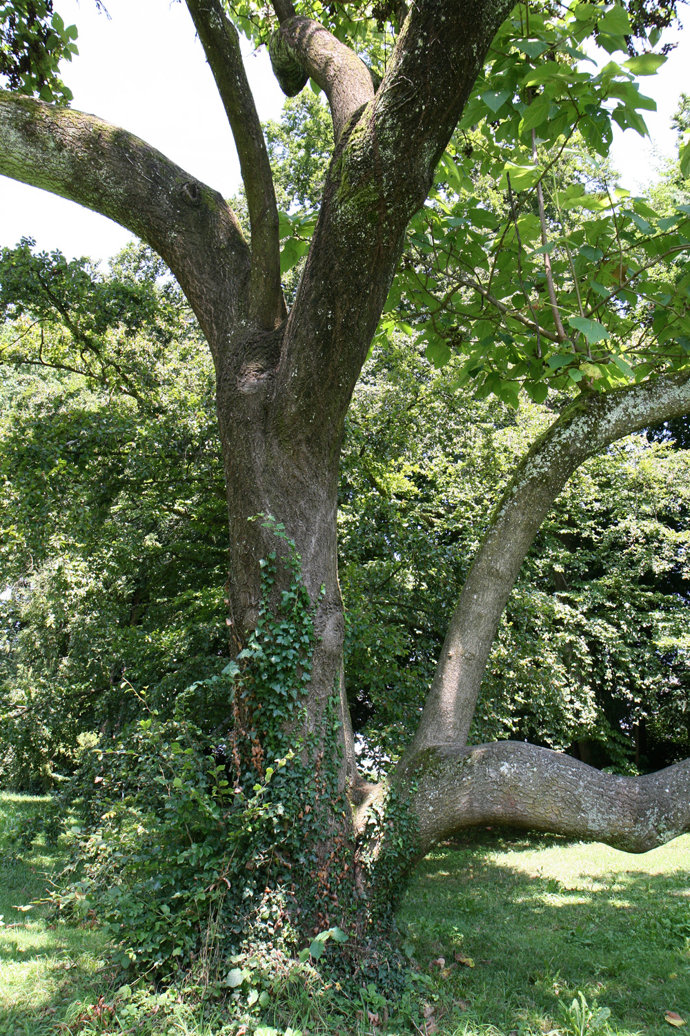 Paulownia tomentosa - Bad Schachen, Lindenhofpark - Juli 2014