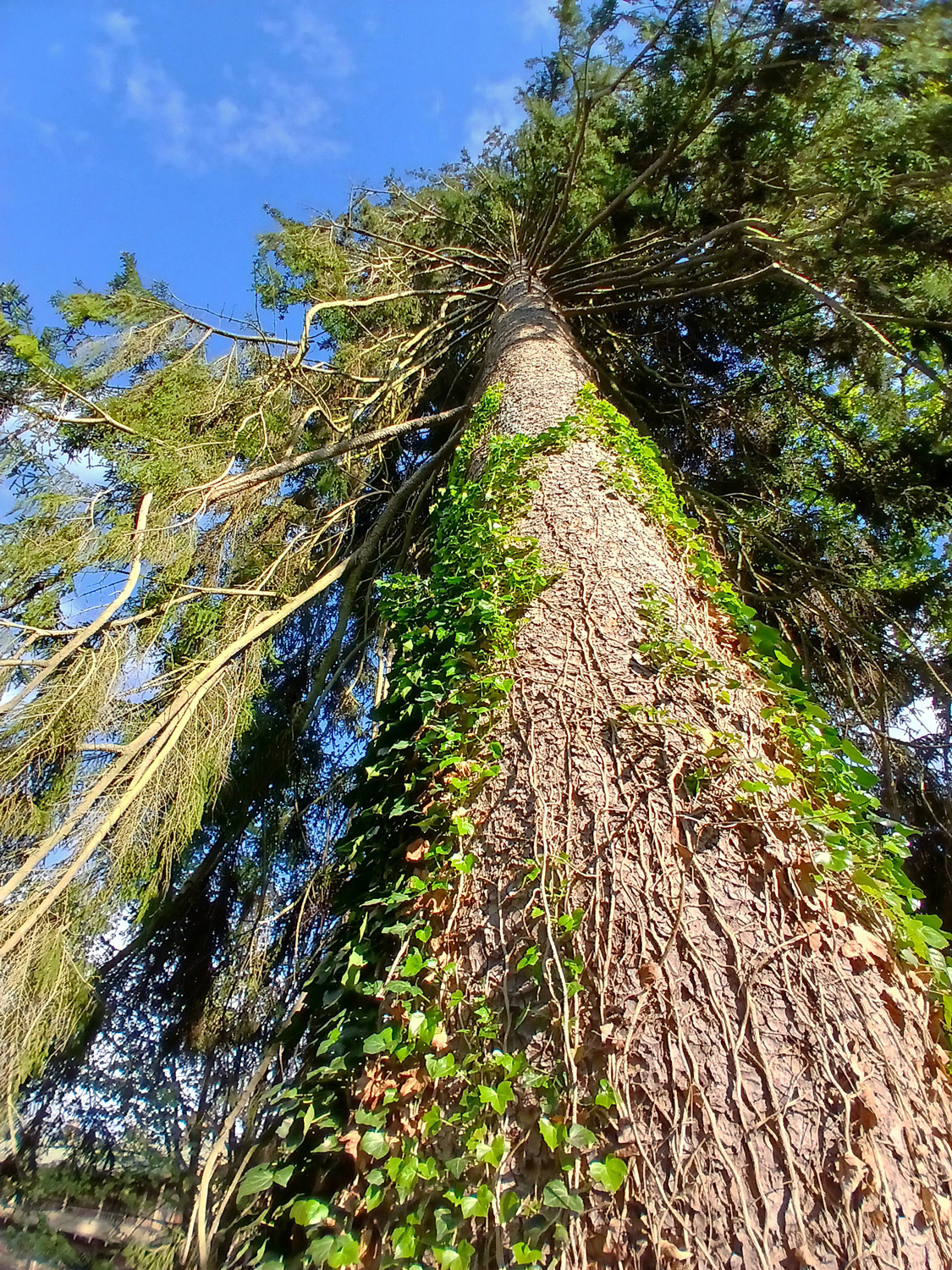 Picea orientalis - Lindau-Bad Schachen - April 2025