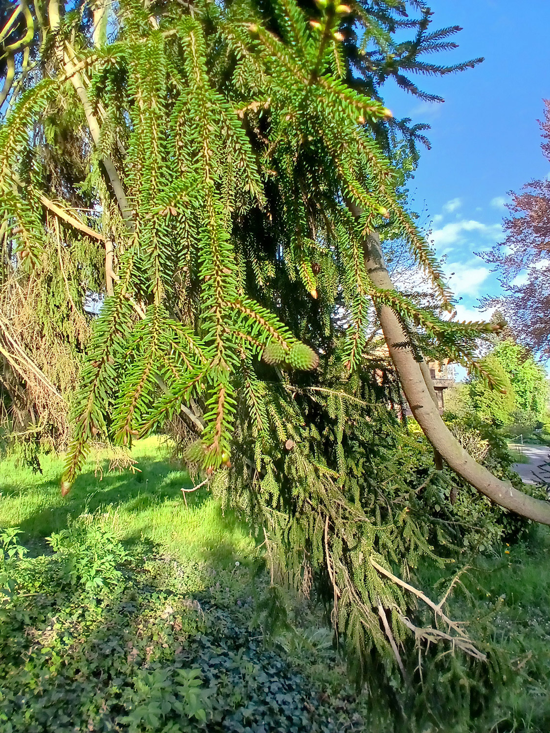 Picea orientalis - Lindau-Bad Schachen - April 2025