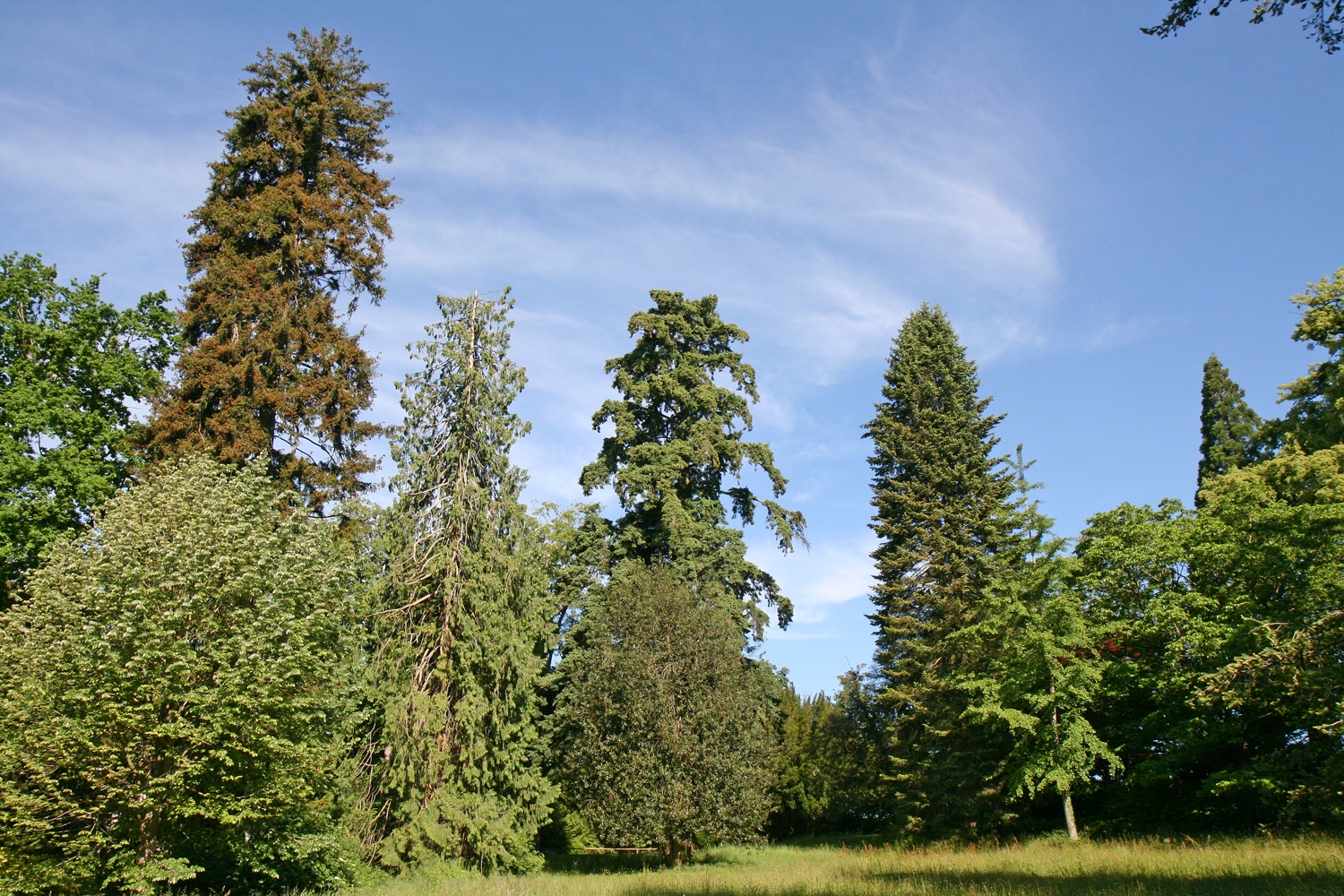 orientalis Picea