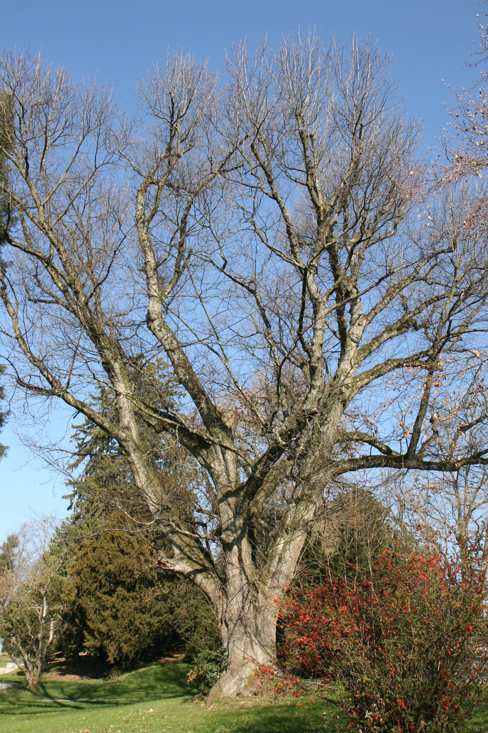 Quercus rubra