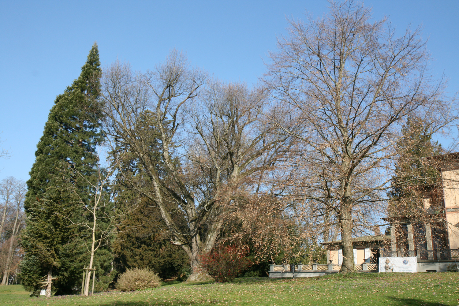 Quercus rubra - Bad Schachen, Lindenhofpark - März 2019