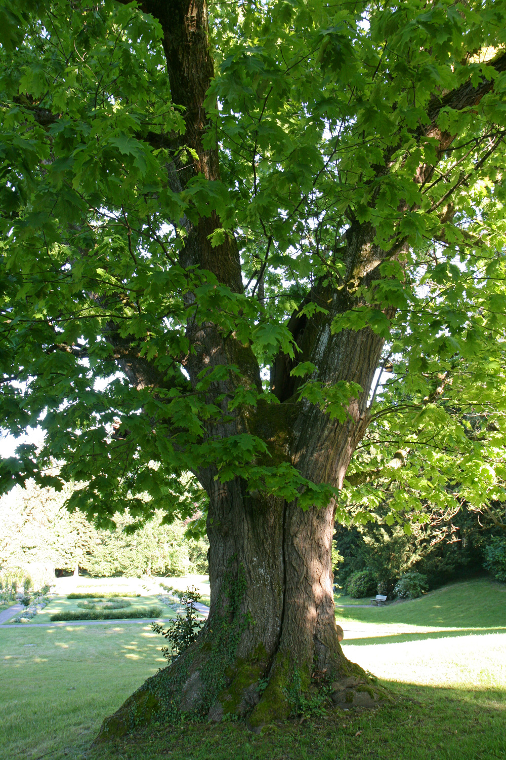 Quercus rubra - Bad Schachen, Lindenhofpark - Mai 2024
