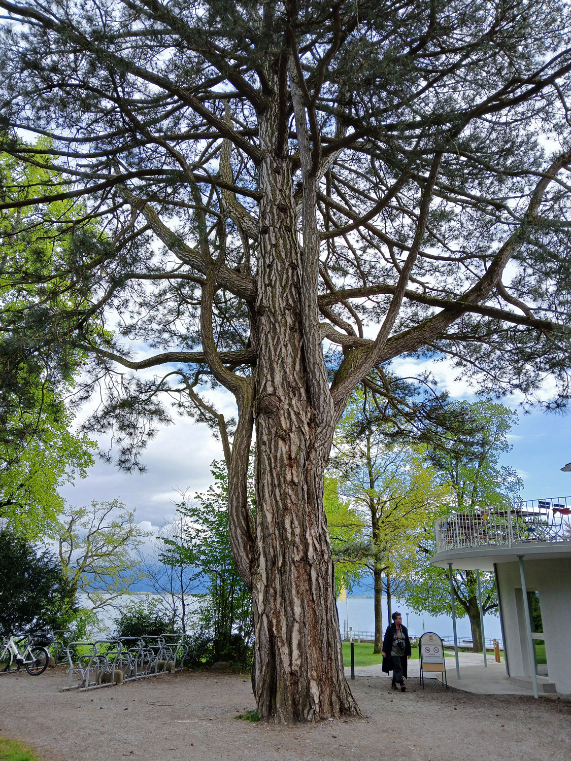 Pinus nigra - Lindau-Bad Schachen, Lindenhofpark - April 2025