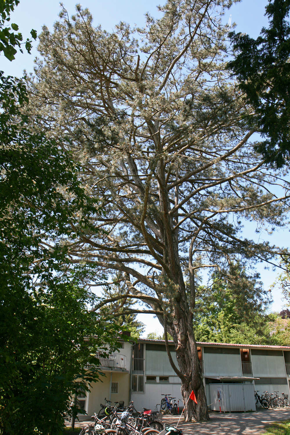 nigra Pinus