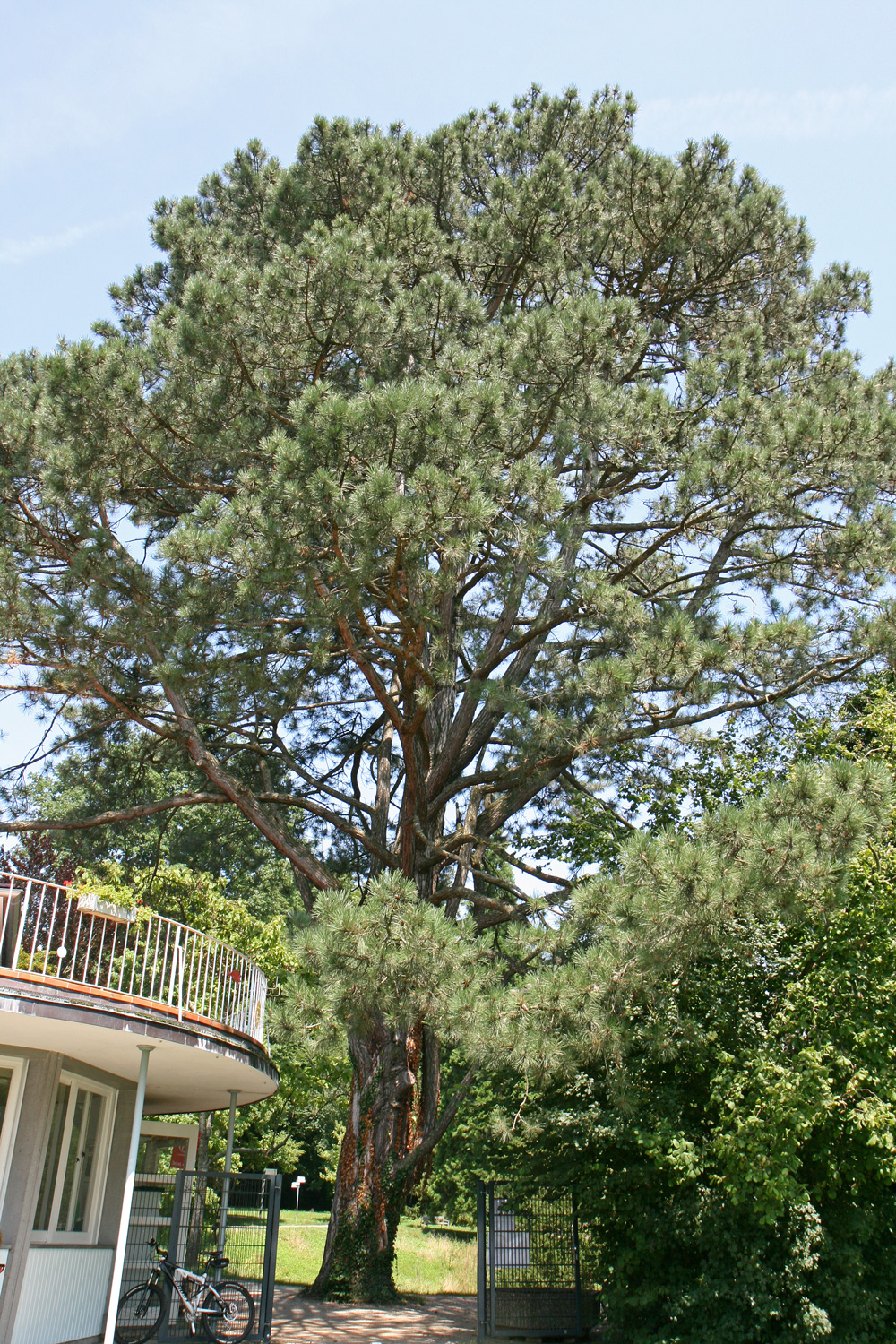 Pinus nigra - Bad Schachen, Lindenhofpark - Juli 2014