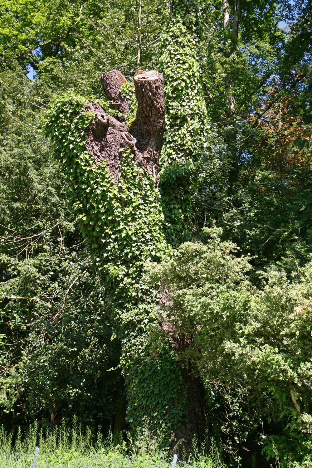 Juglans nigra