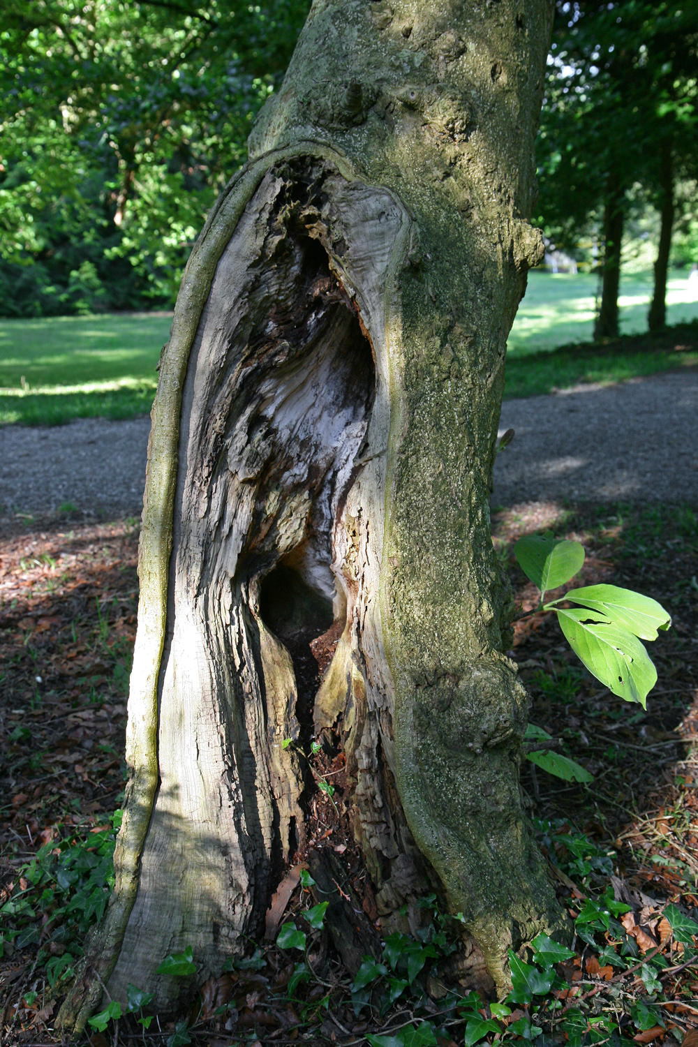 denudata Magnolia