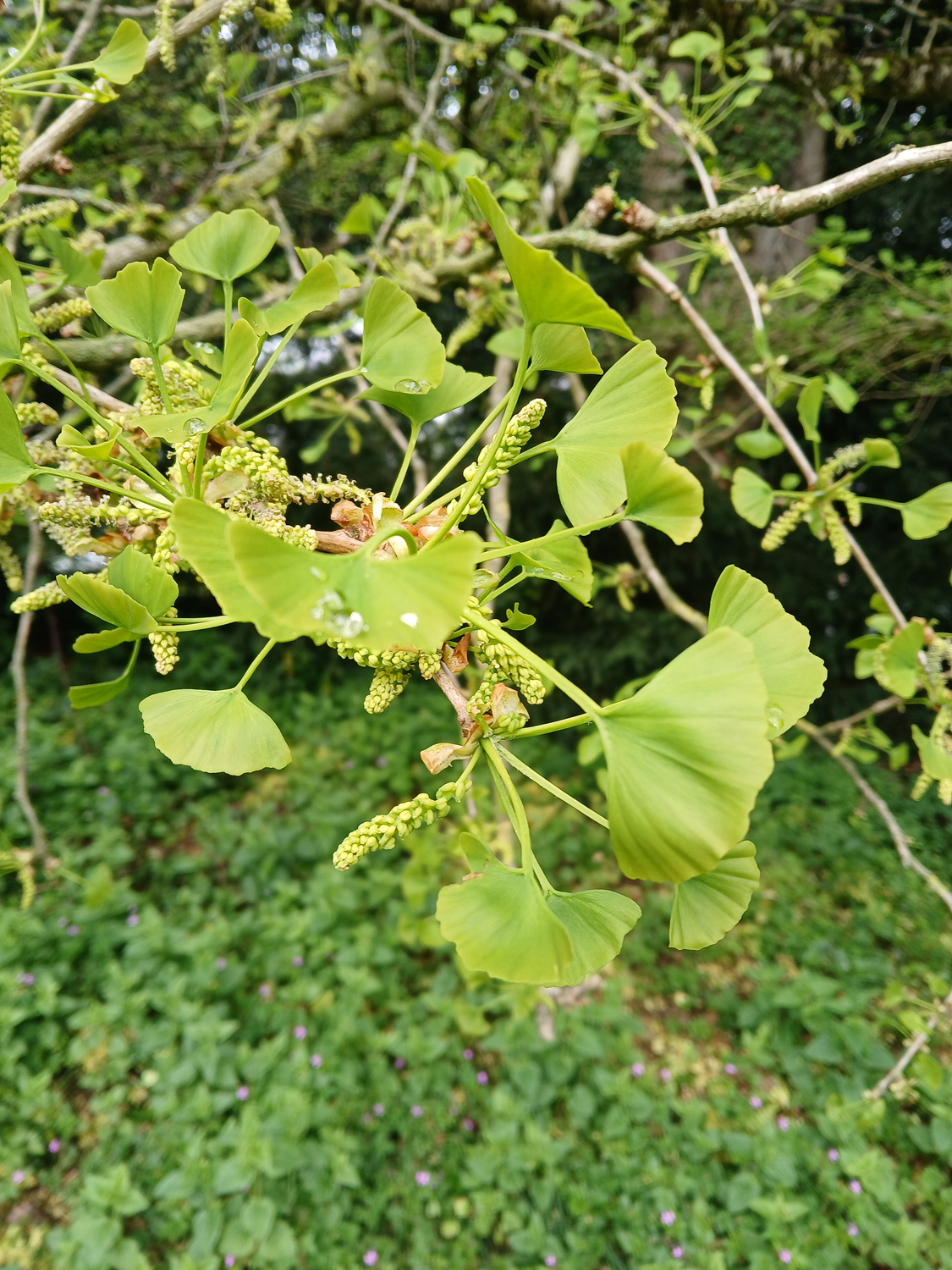 Ginkgo biloba - Lindau-Bad Schachen - April 2025