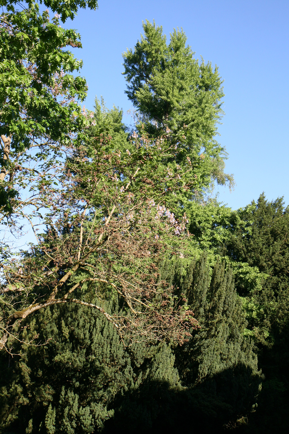biloba Ginkgo