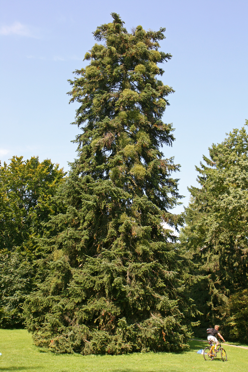 Abies nordmanniana