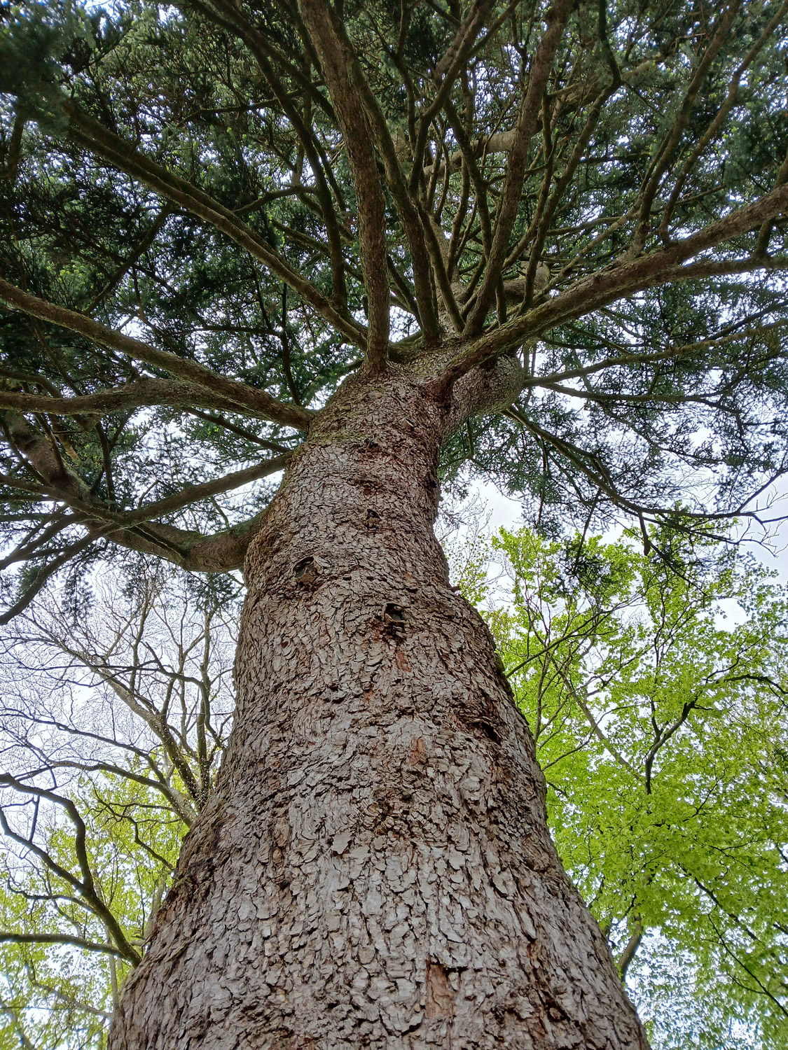 Abies cephalonica - Lindau-Bad Schachen - April 2025