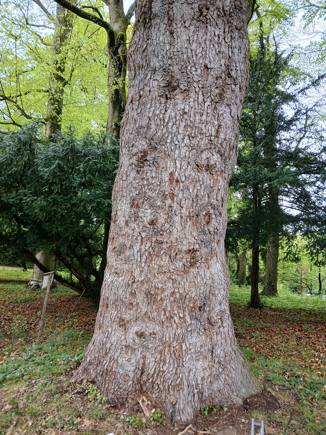 Abies cephalonica - Lindau-Bad Schachen - April 2025