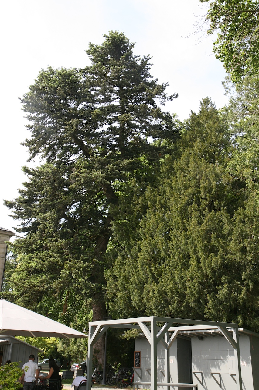 Abies cephalonica