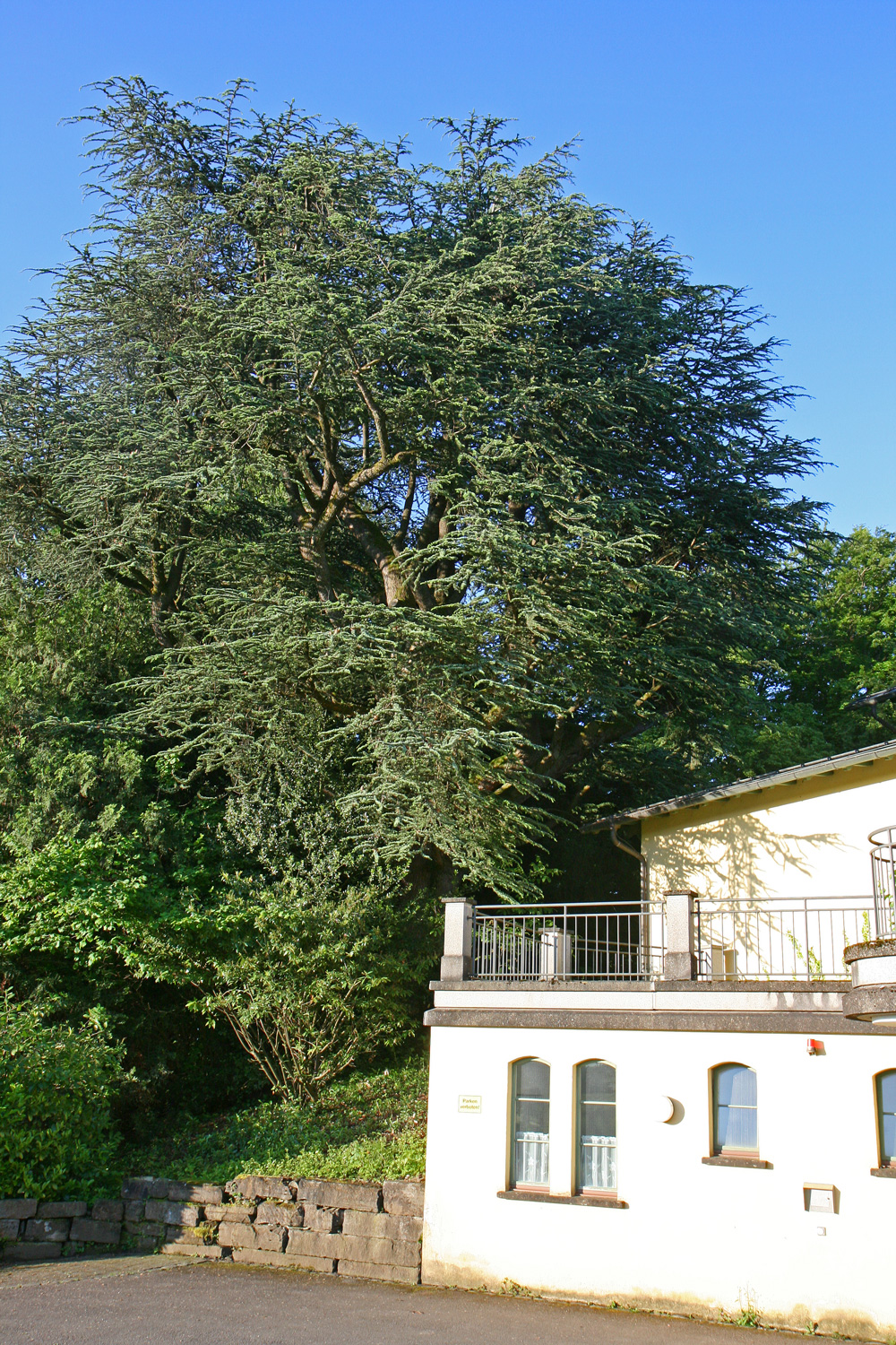 'Glauca' atlantica Cedrus