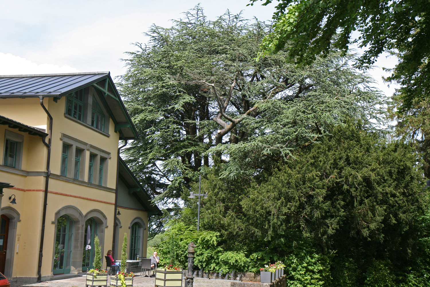 Cedrus atlantica 'Glauca' - Bad Schachen - Mai 2024