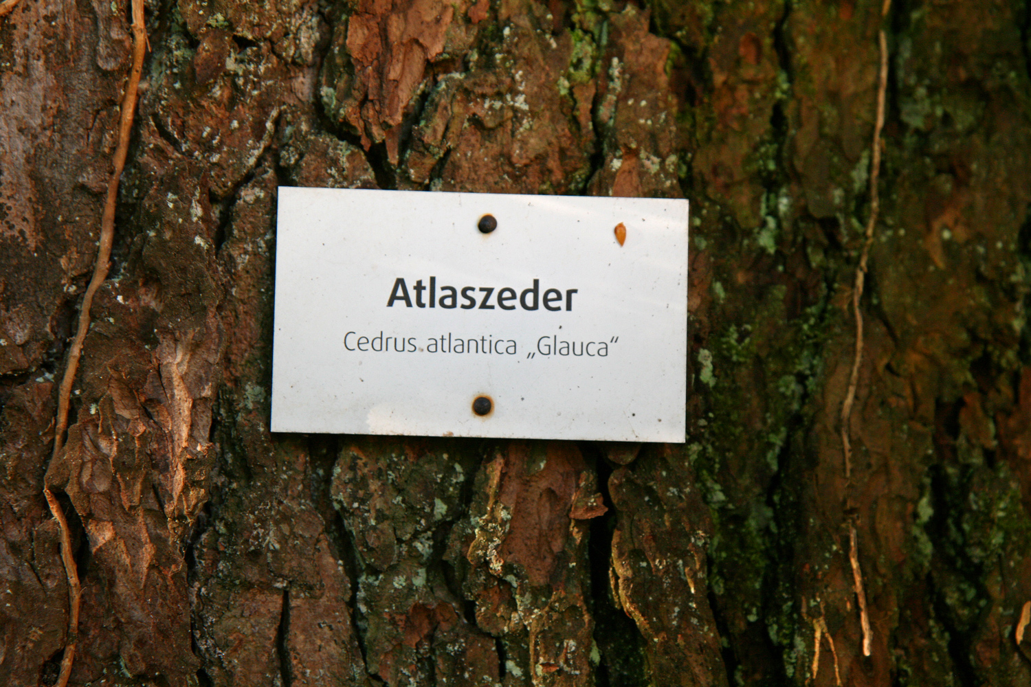 Cedrus atlantica 'Glauca' - Bad Schachen - Mai 2024