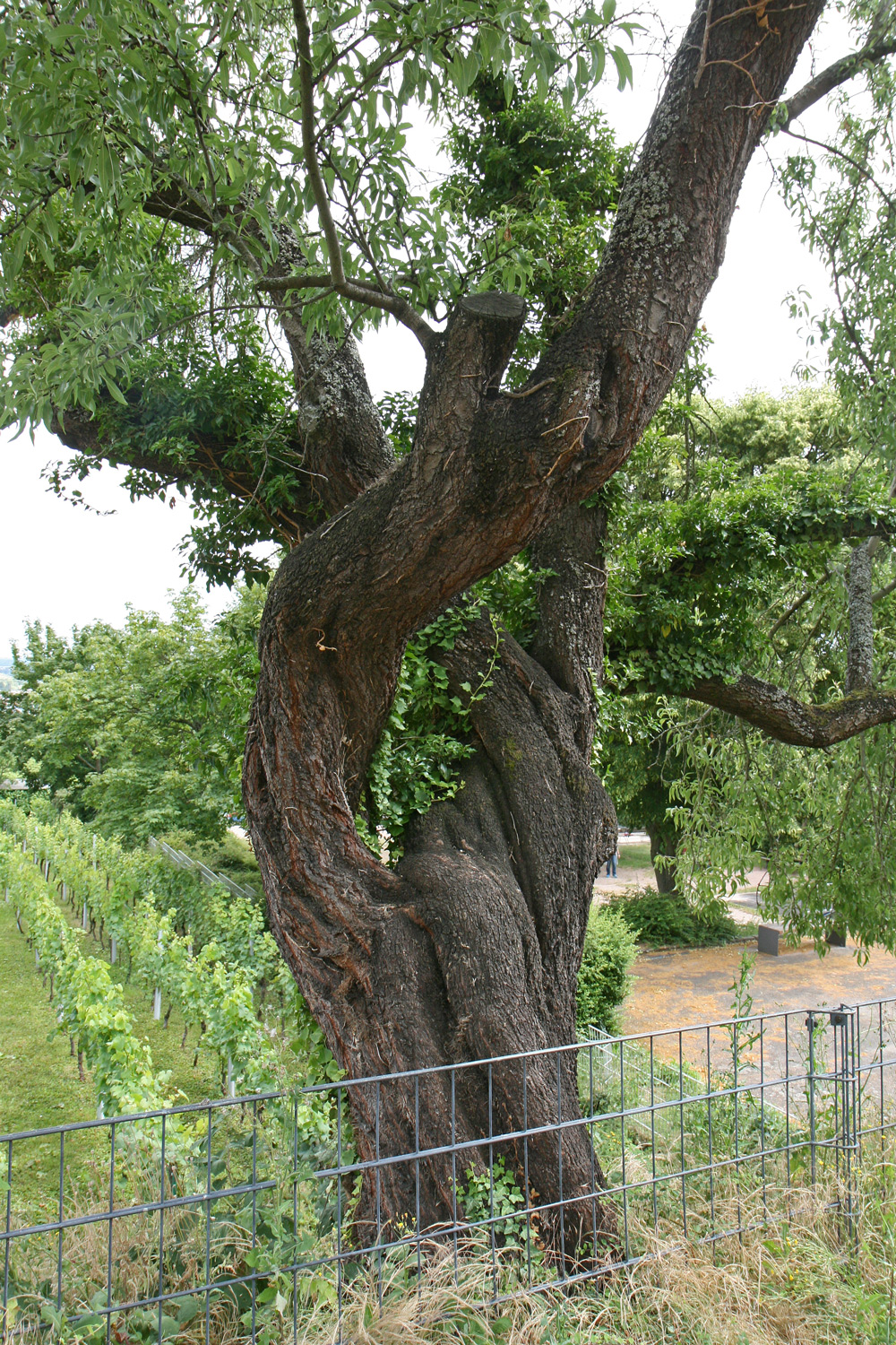 Prunus dulcis - Neustadt an der Weinstraße-Hardt - Juni 2018