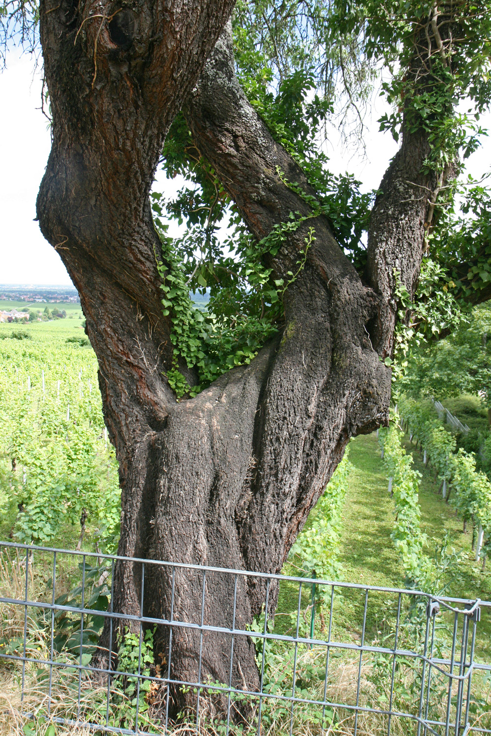 Prunus dulcis - Neustadt an der Weinstraße-Hardt - Juni 2018