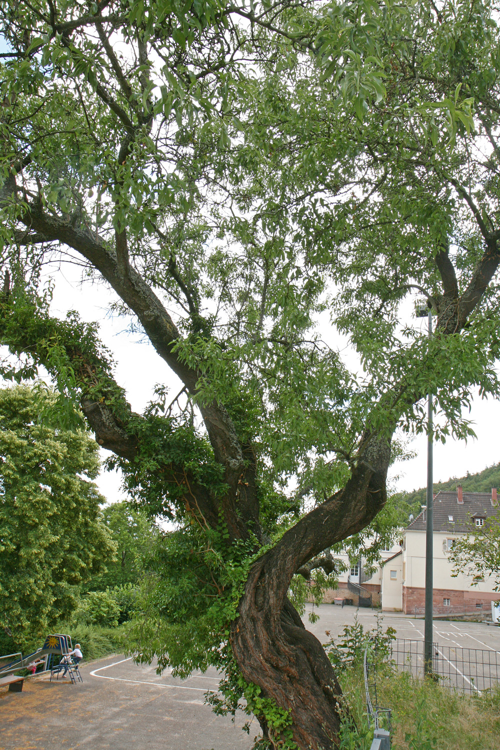 Prunus dulcis - Neustadt an der Weinstraße-Hardt - Juni 2018