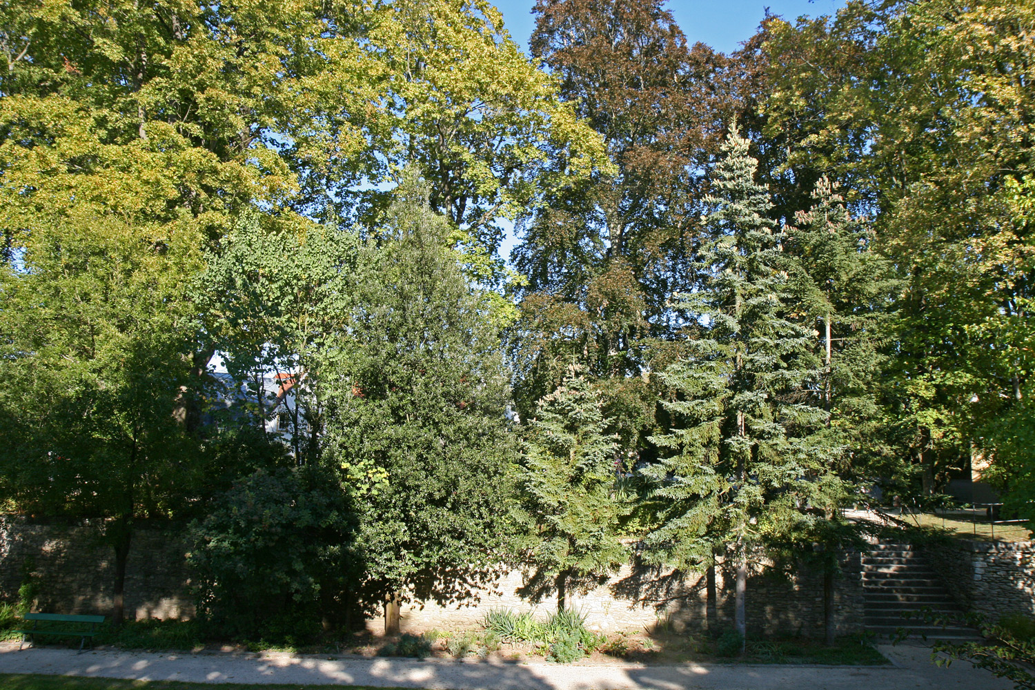 libani Quercus
