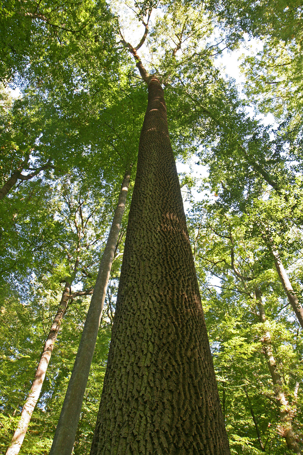 Fraxinus excelsior - Kelheim-Weltenburg - Sept. 2018
