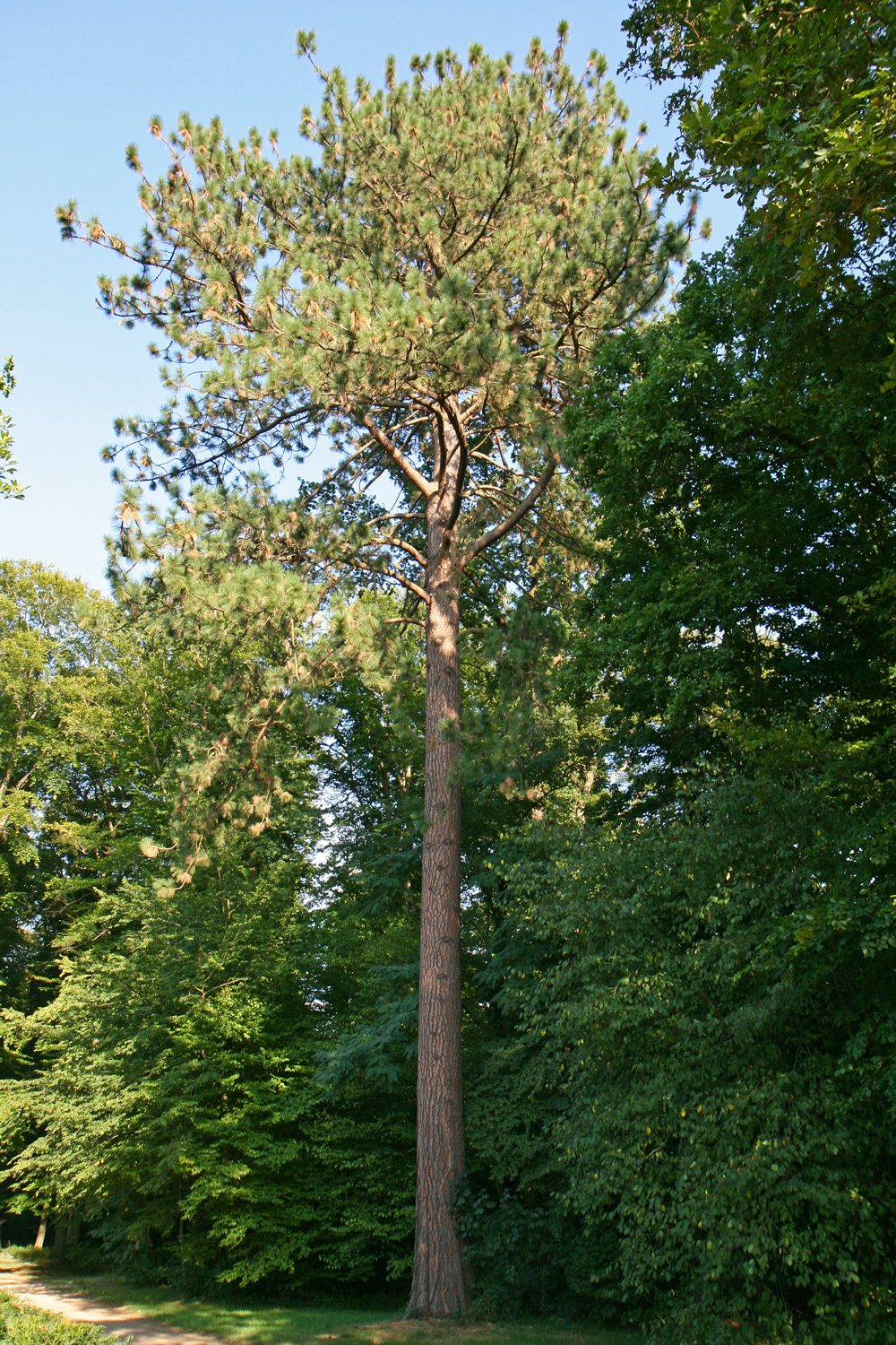 Pinus ponderosa