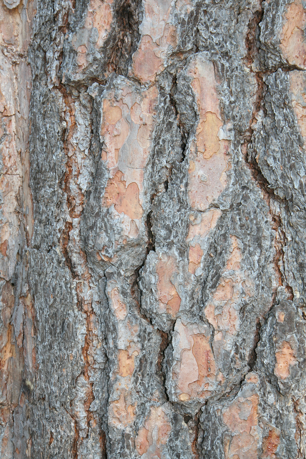Pinus ponderosa - Langen - Sept. 2012