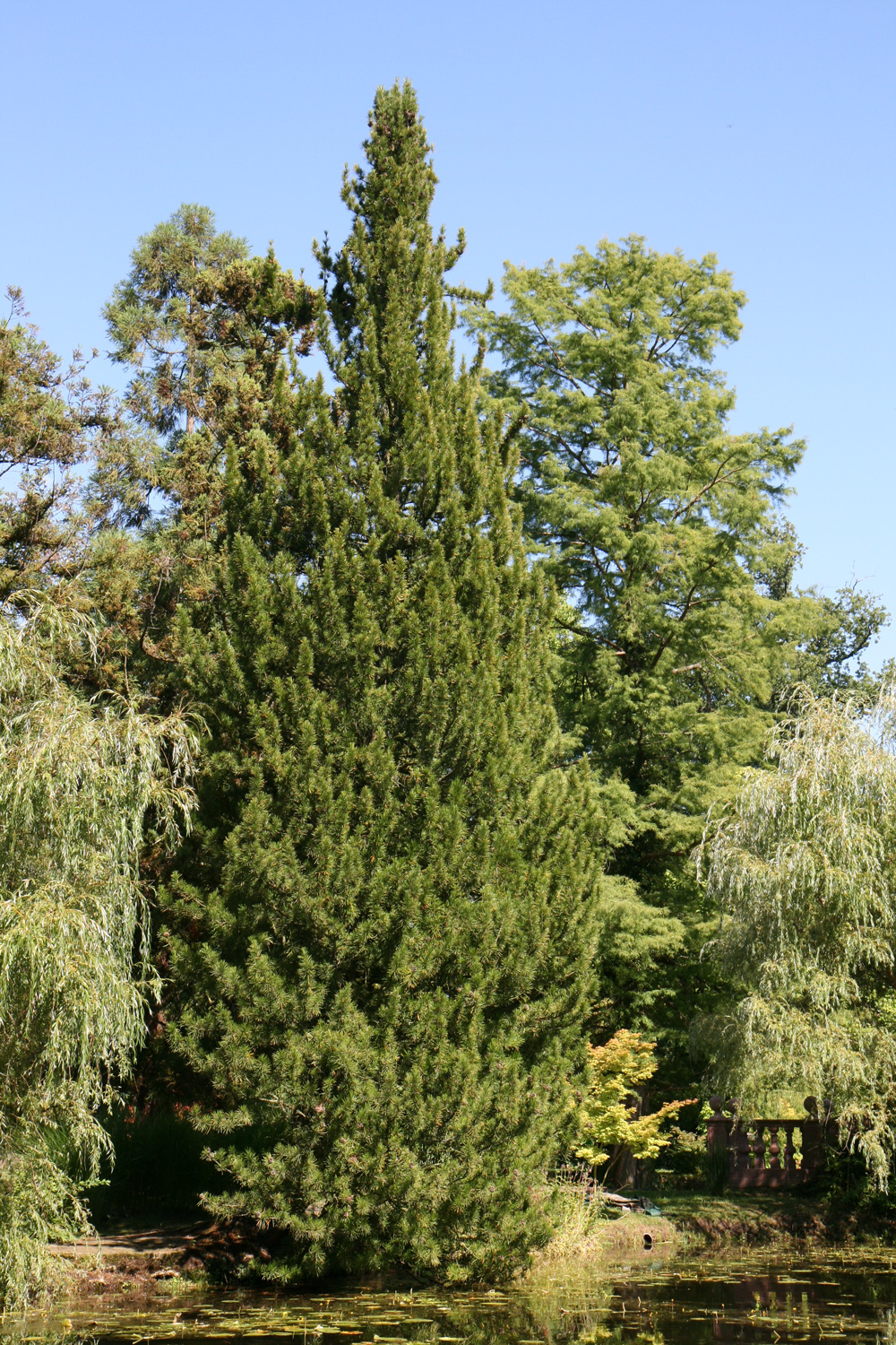 Sciadopitys verticillata
