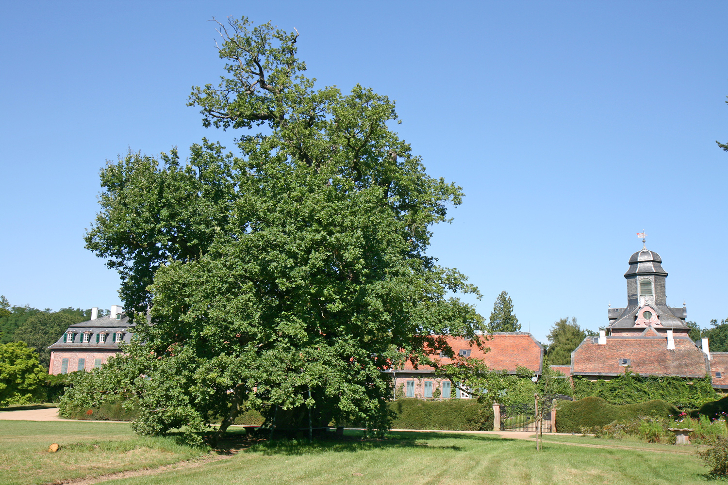 Quercus robur