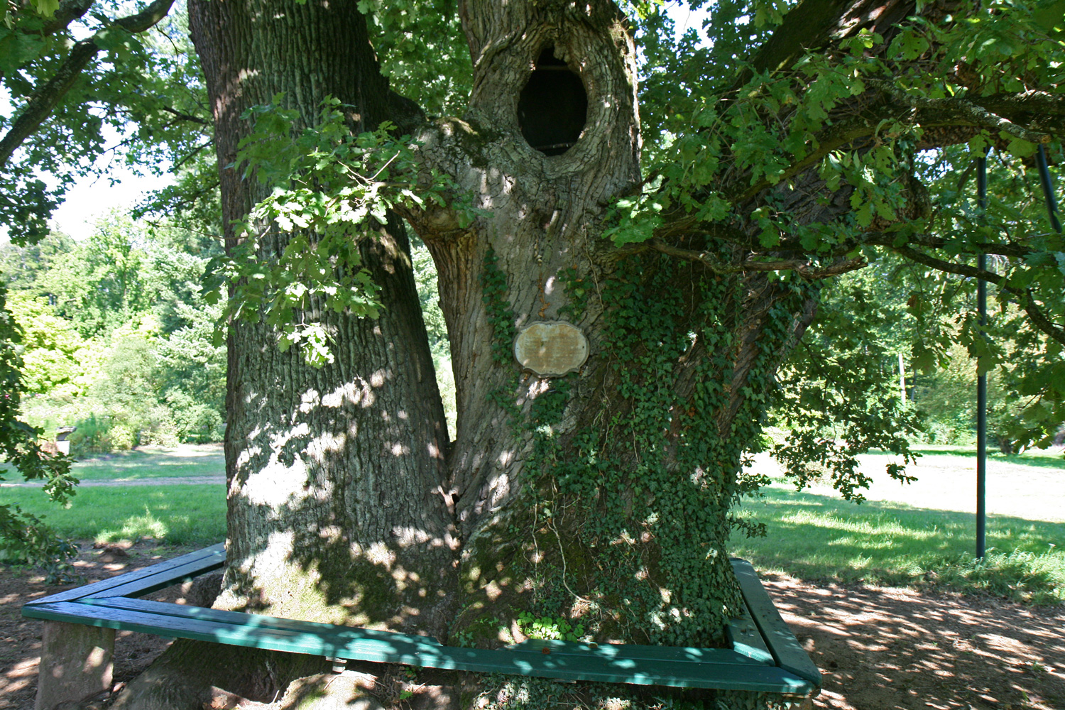 Quercus robur - Langen - Sept. 2012