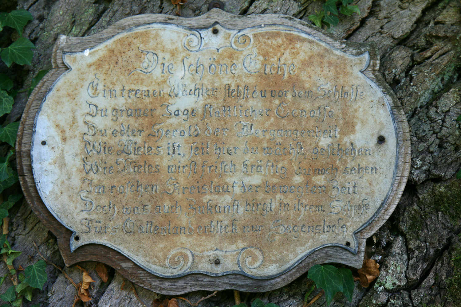 Quercus robur - Langen - Sept. 2012