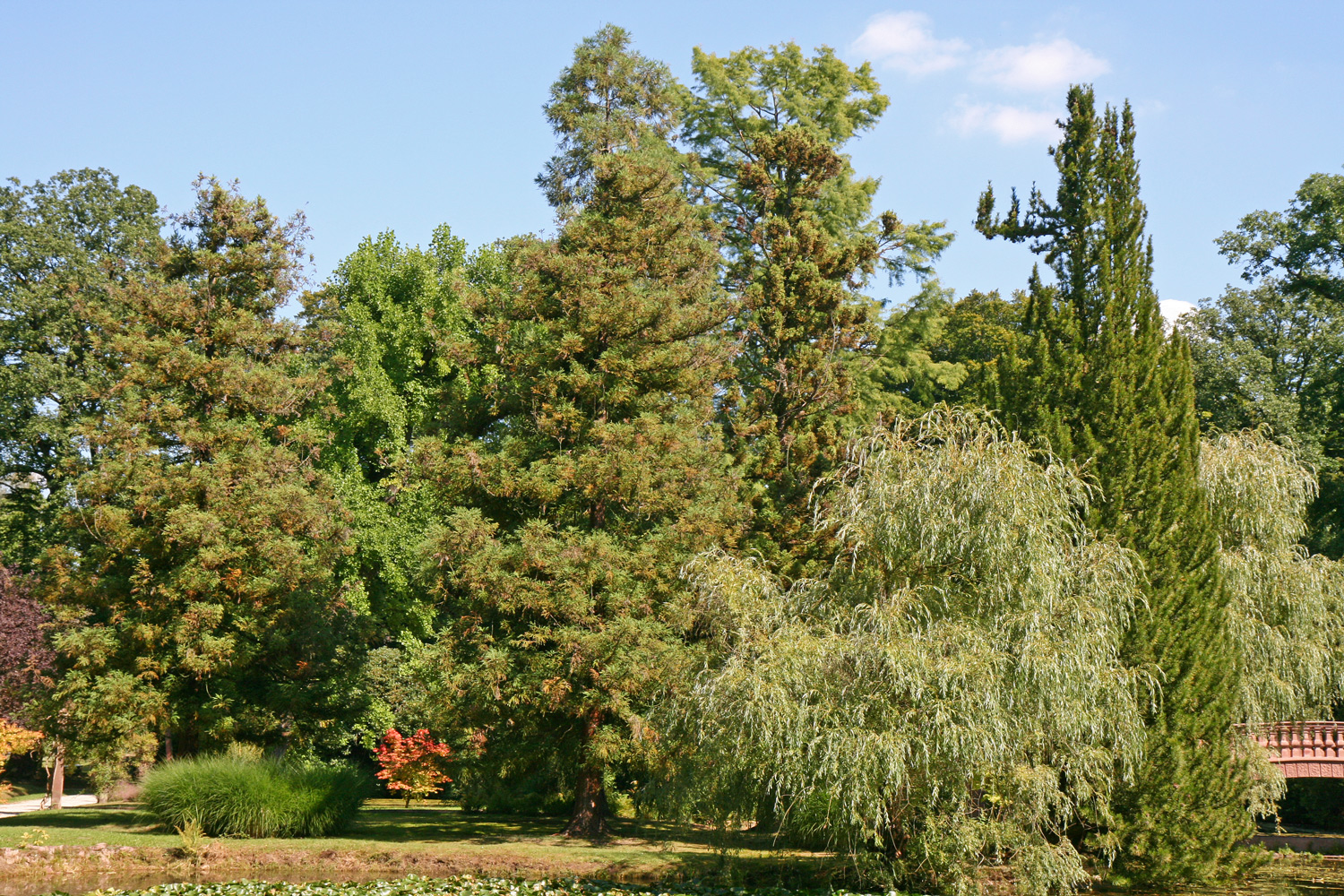 Cryptomeria japonica