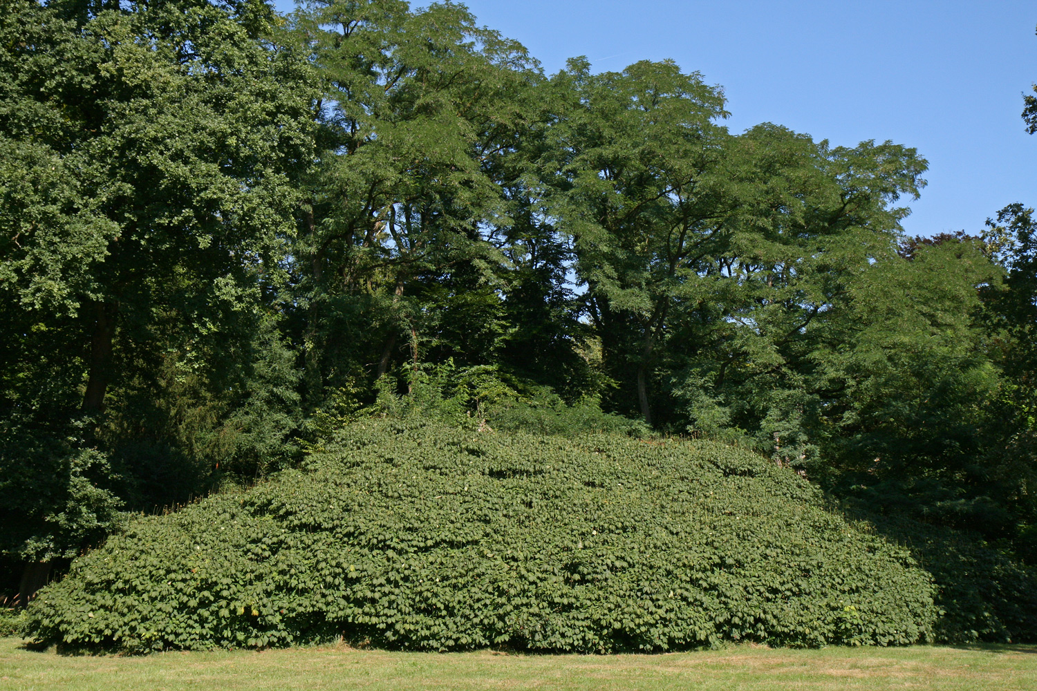 Aesculus parviflora