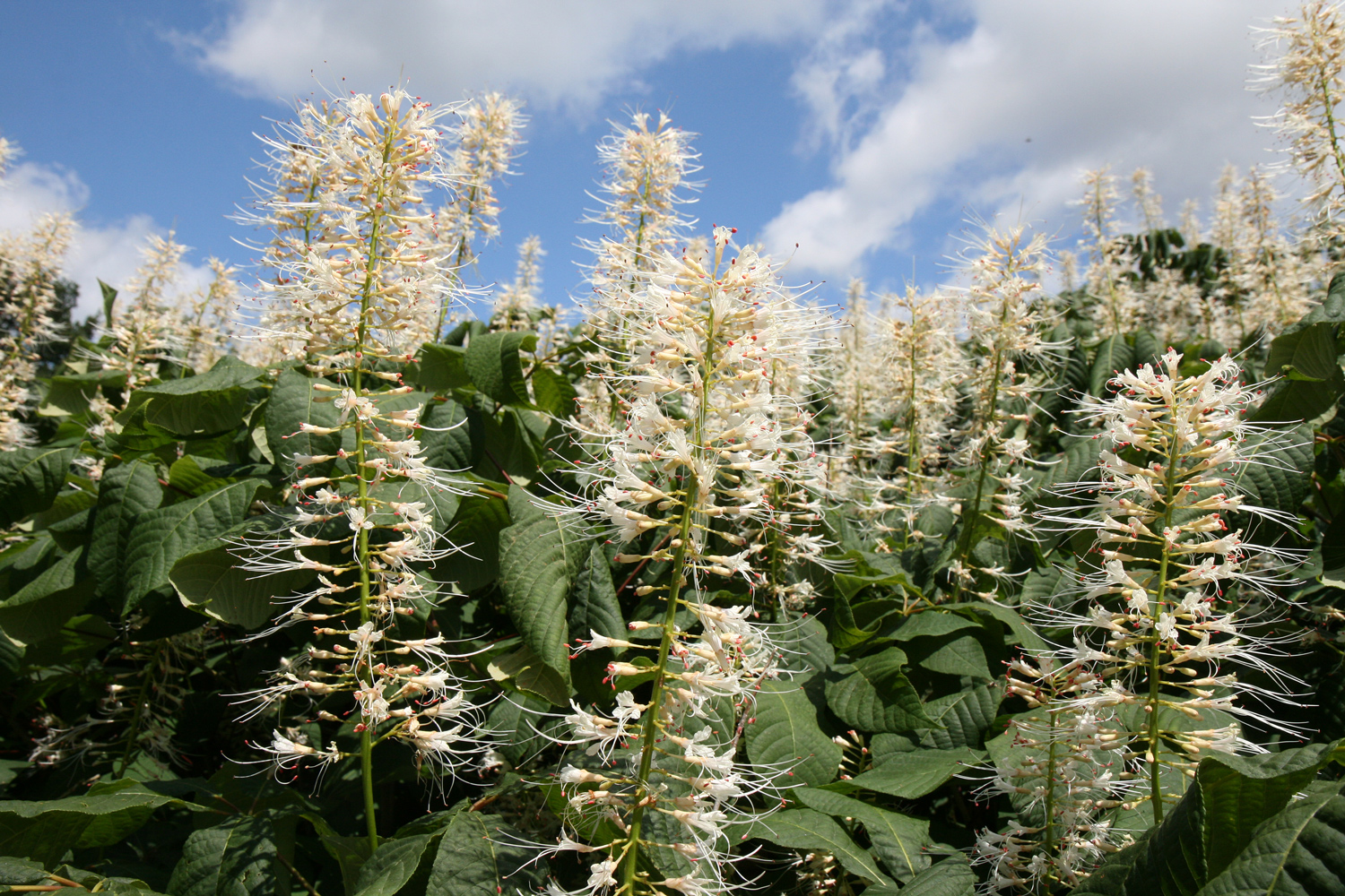 Aesculus parviflora - Langen - Juli 2022