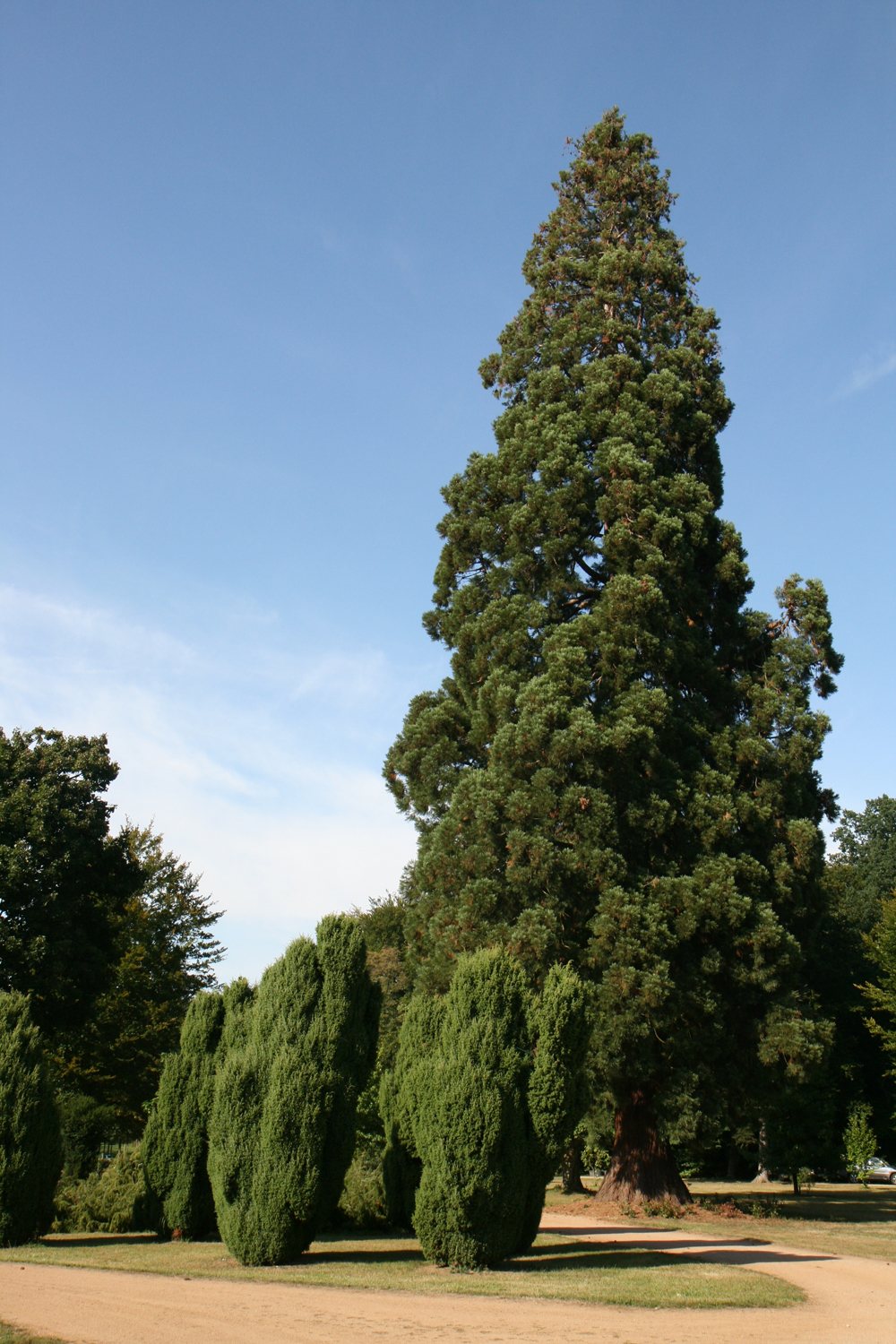 Sequoiadendron giganteum - Schloss Wolfsgarten - Sept. 2012