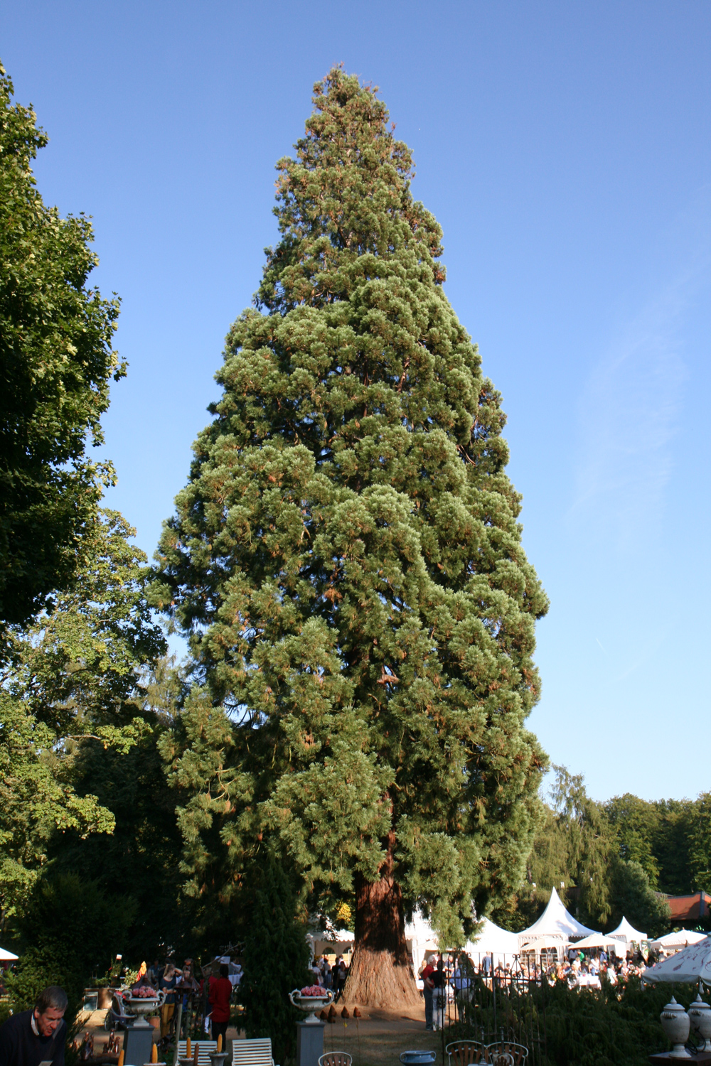 Sequoiadendron giganteum - Schloss Wolfsgarten - Sept. 2012