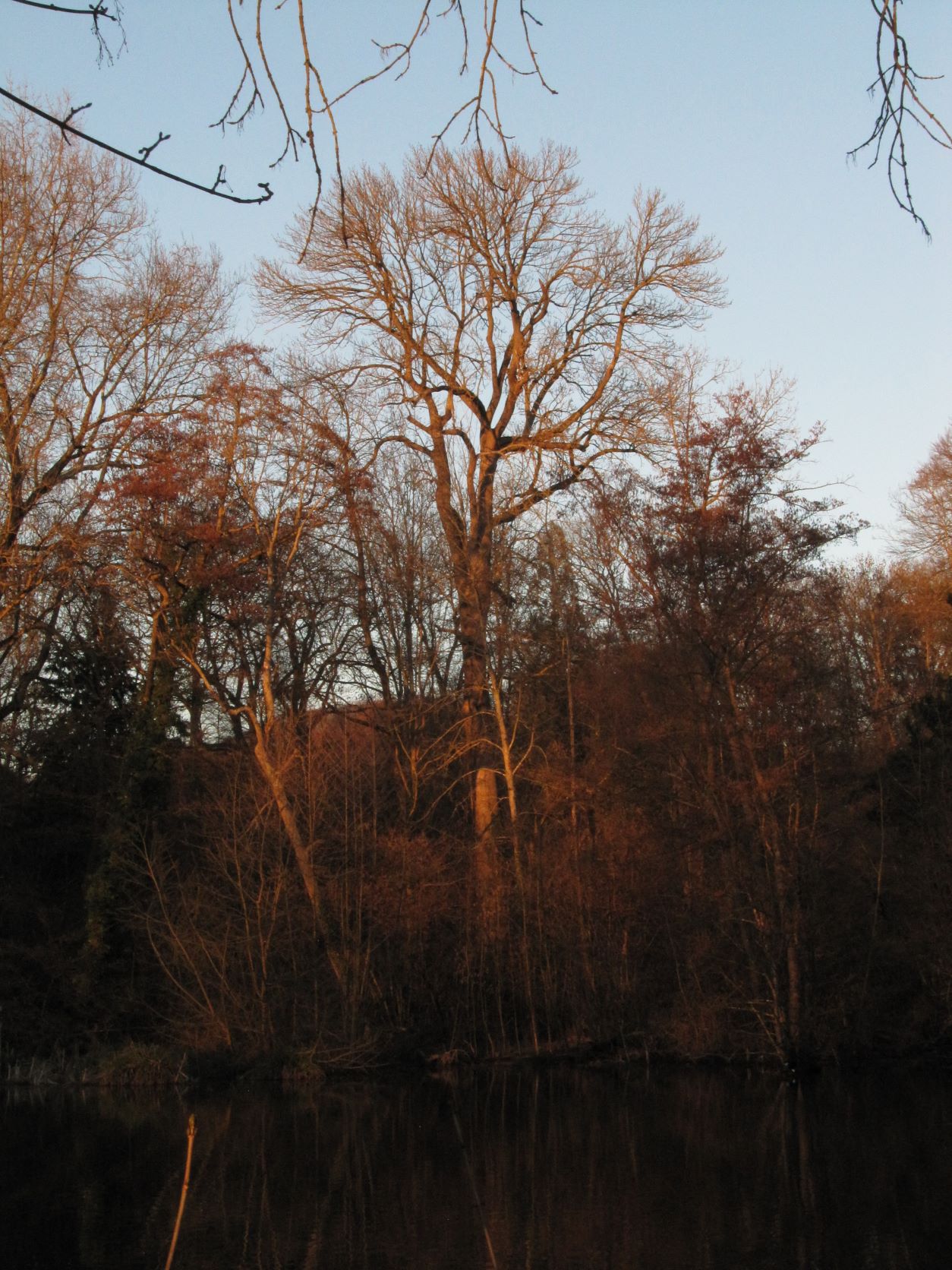 excelsior Fraxinus