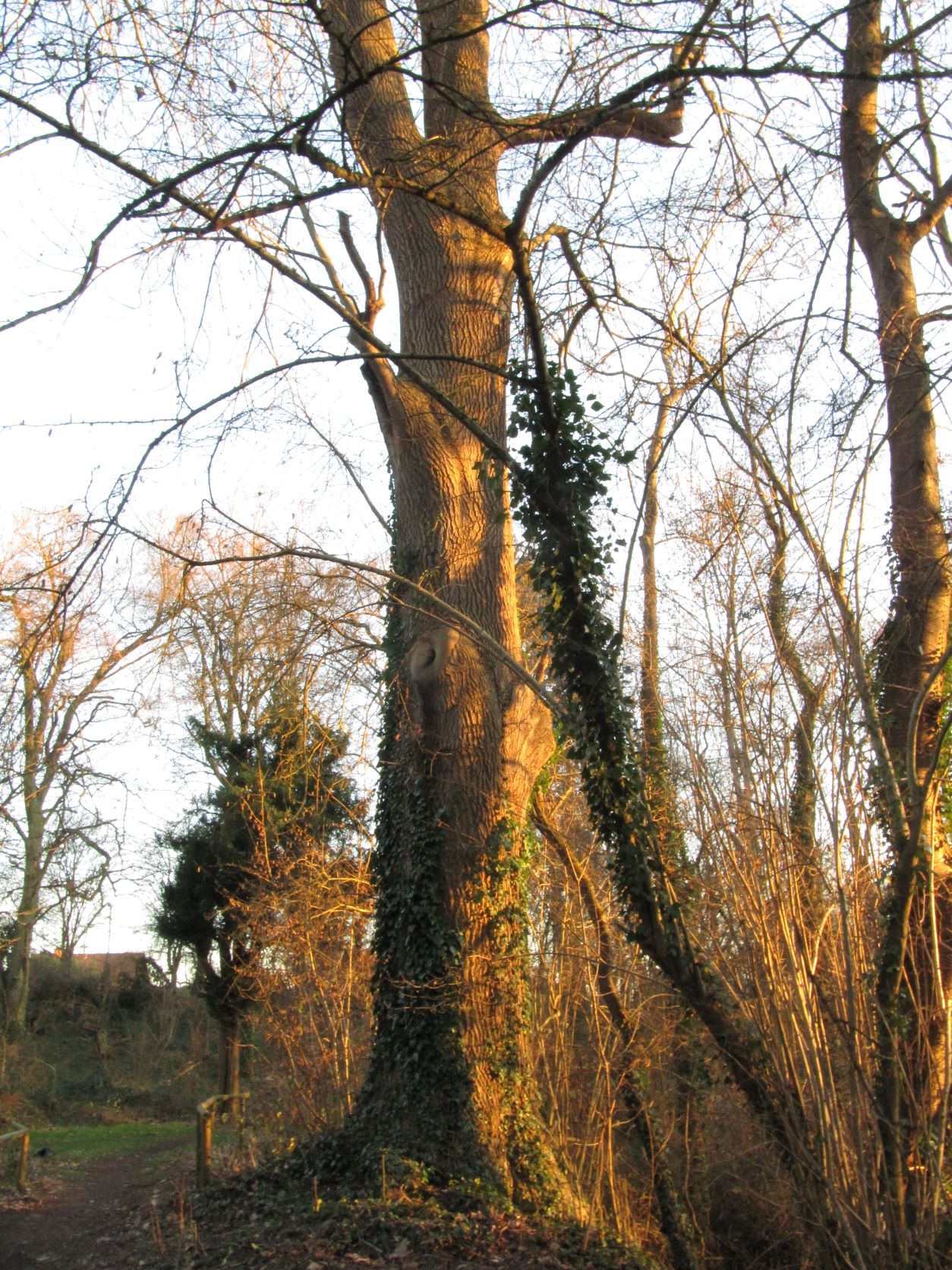 Fraxinus excelsior - Heimbach-Weis - Febr. 2022