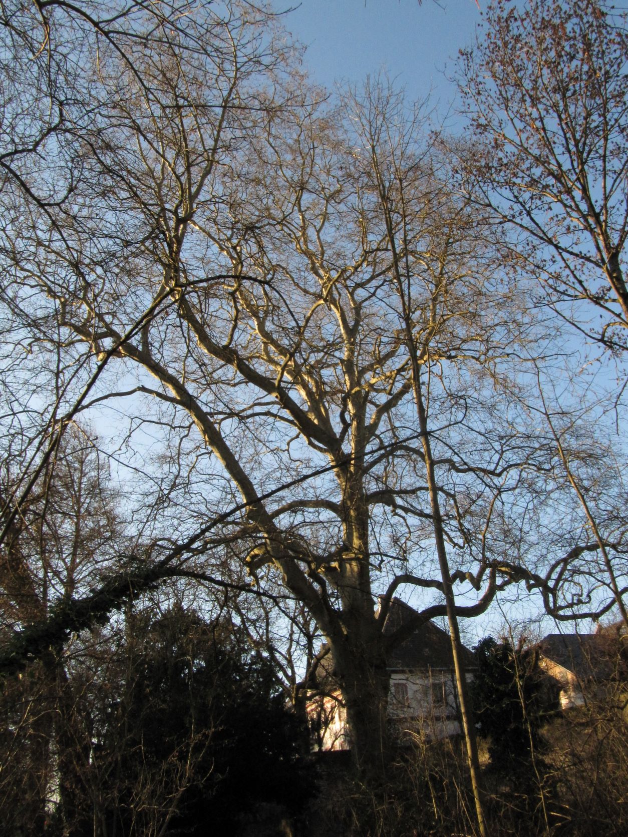 × hispanica Platanus