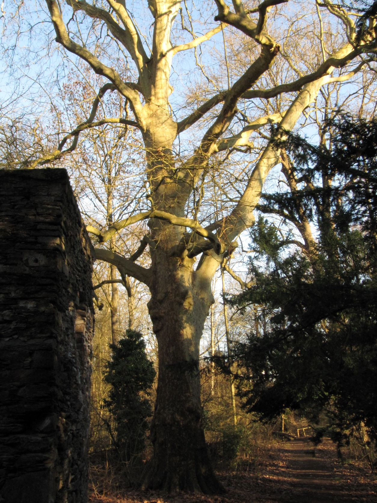 Platanus × hispanica - Heimbach-Weis - Febr. 2022
