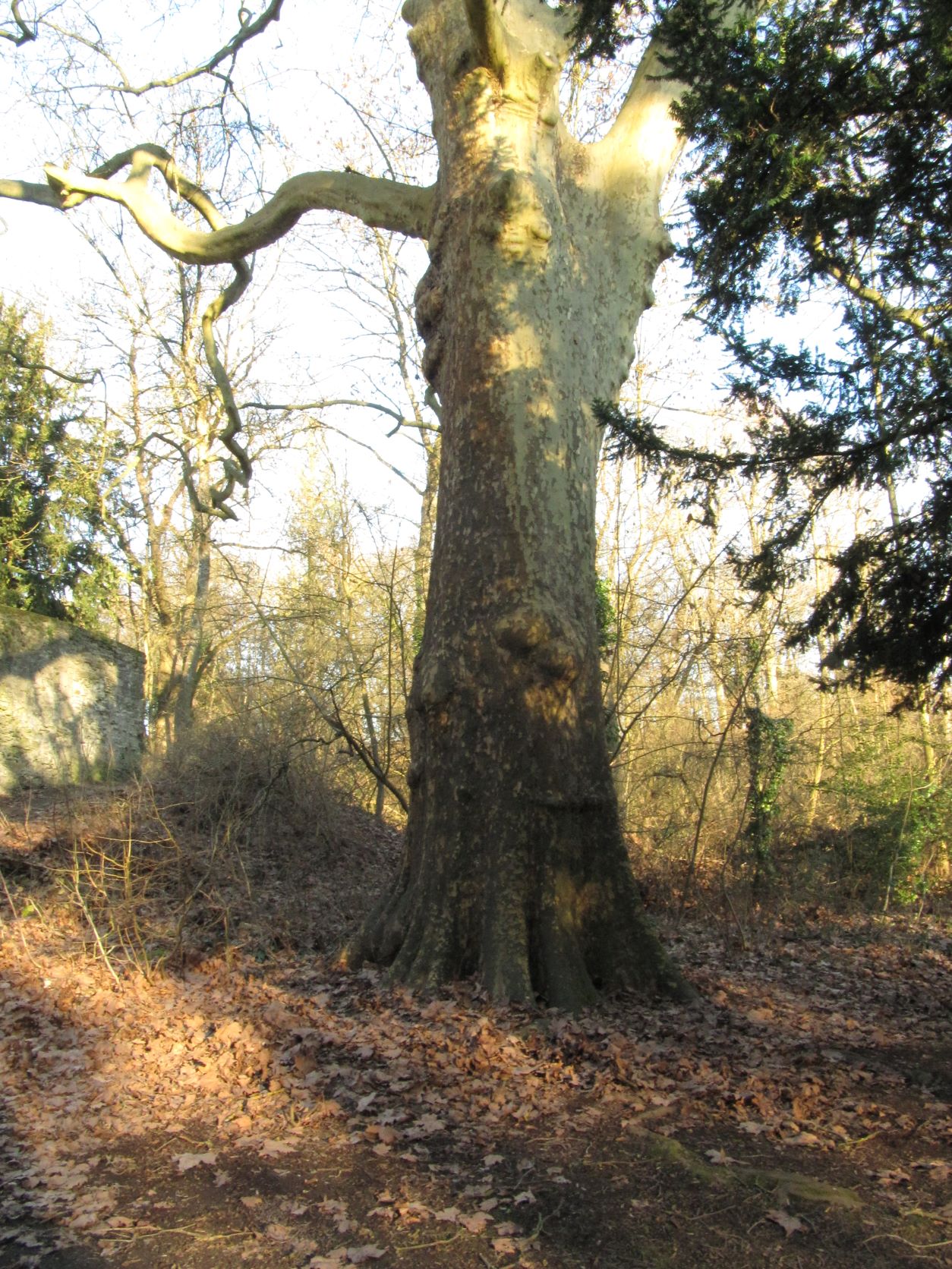 Platanus × hispanica - Heimbach-Weis - Febr. 2022