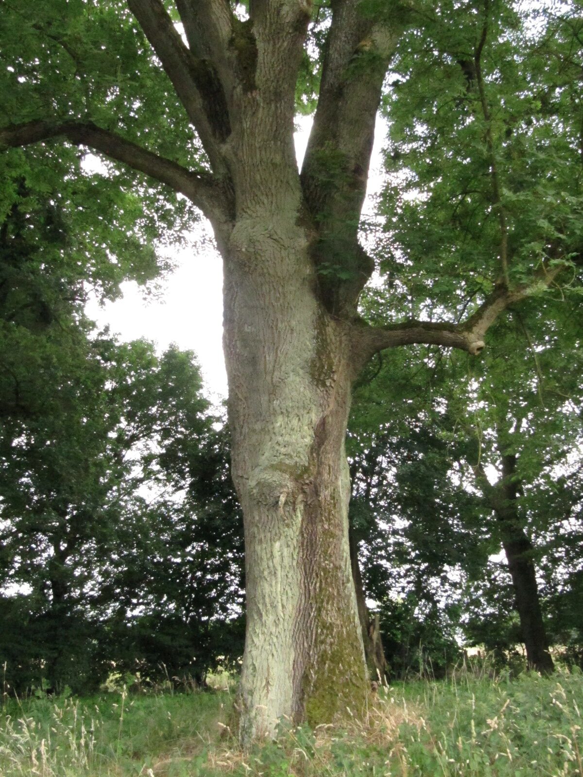 Fraxinus excelsior - Neuwied-Segendorf - Juli 2023